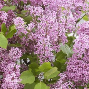 Lilas à petites feuilles 'Flowerfesta Pink' - Syringa- Bio Le Bourgeon