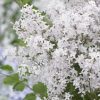 Lilas à petites feuilles 'Flowerfesta White' - Bio Le Bourgeon