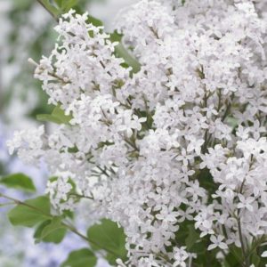 Lilas à petites feuilles 'Flowerfesta White' - Bio Le Bourgeon