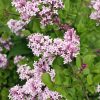 Lilas à petites feuilles 'Palibin' - Syringa- Bio Le Bourgeon