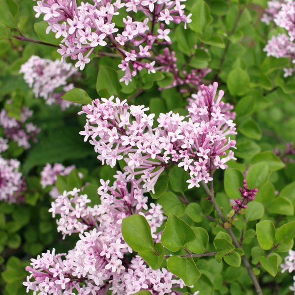 Lilas à petites feuilles 'Palibin' - Syringa- Bio Le Bourgeon