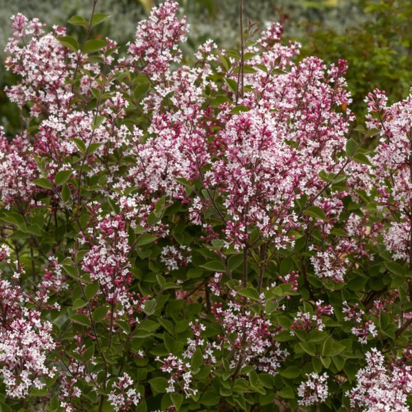 Lilas de Chine 'Superba' - Syringa -Bio Le Bourgeon