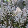 Lilas de Chine 'Miss Kim' - Syringa- Bio Le Bourgeon