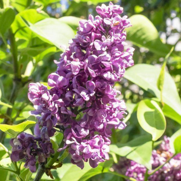 Lilas 'Charles Joly' - Syringa