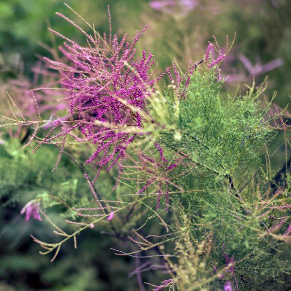 Tamaris d'été - Tamarix