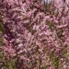 Tamaris de printemps - Tamarix