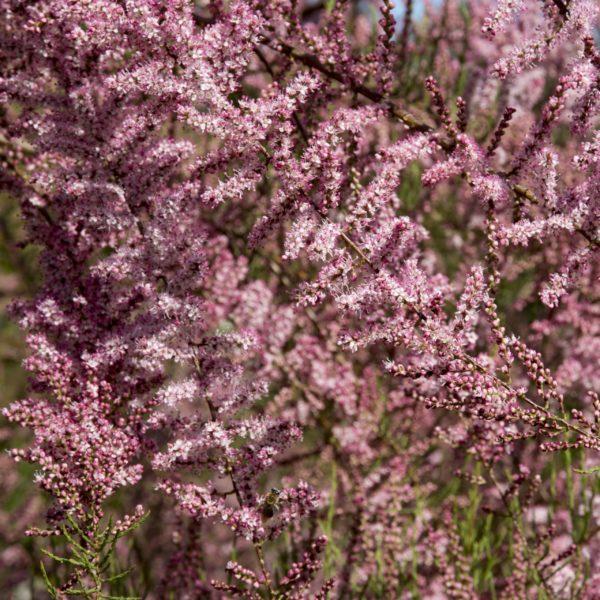 Tamaris de printemps - Tamarix