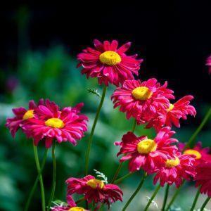 Pyrèthre 'Robinson's Red' - Tanacetum