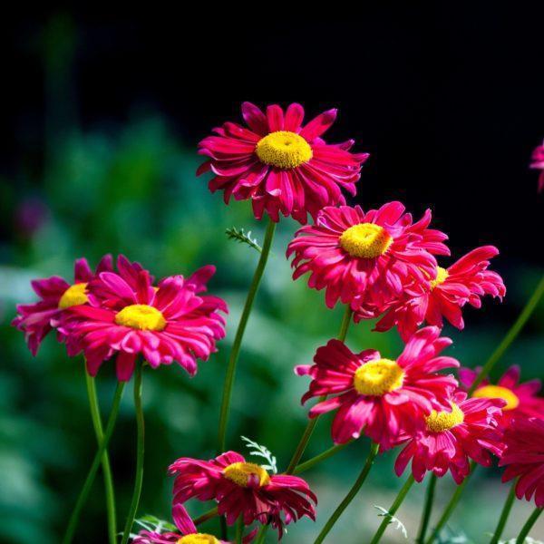 Tanacetum Robinsons Red