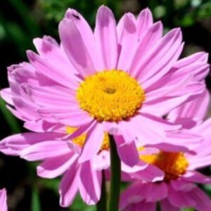 Pyrèthre 'Robinson's Rose' - Tanacetum