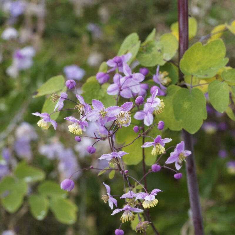 Pigamon de Delavay 'Splendide' - Thalictrum