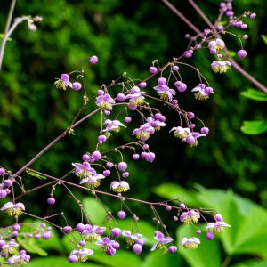 Pigamon de Delavay - Thalictrum