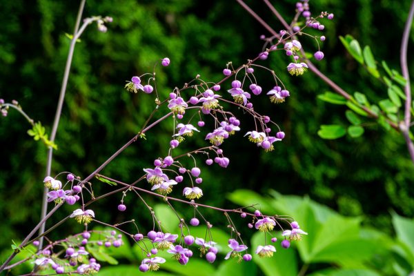 Pigamon de Delavay - Thalictrum