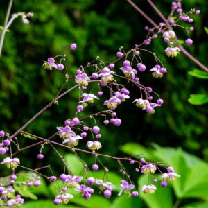 Pigamon de Delavay - Thalictrum