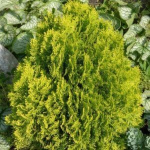 Thuya du Canada 'Golden Smaragd' - Thuja