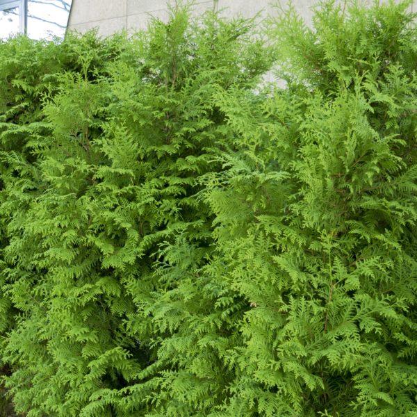 Thuya du Canada Brabant - Thuja
