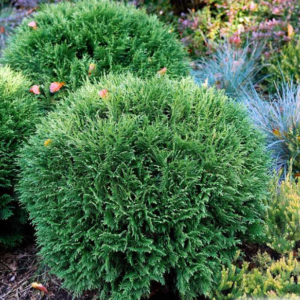 Thuya du Canada 'Tiny Tim' - Thuja