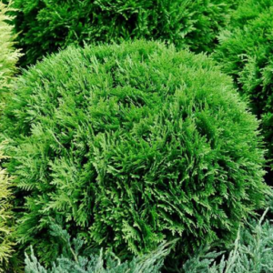 Thuya du Canada 'Danica' - Thuja