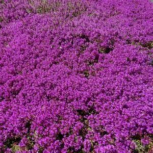 Thym précoce 'Purple Beauty' - Thymus BIO