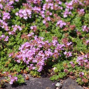 Thym précoce 'Coccineus' - Thymus