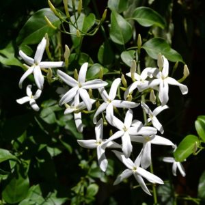 Faux jasmin - Trachelospermum