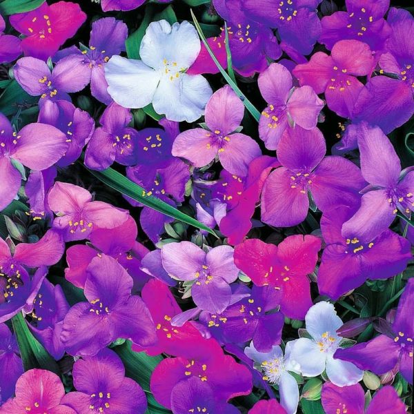Ephémère de virginie en différents coloris - Tradescantia
