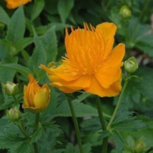 Trolle de Chine 'Golden Queen' - Trollius