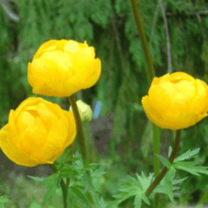 Trolle d'Europe - Trollius