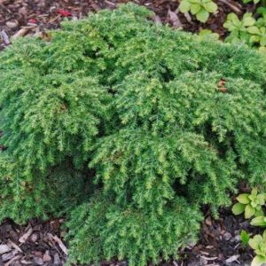 Tsuga du Canada 'Jeddeloh'