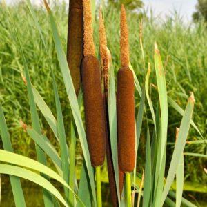 Massette à larges feuilles - Typha