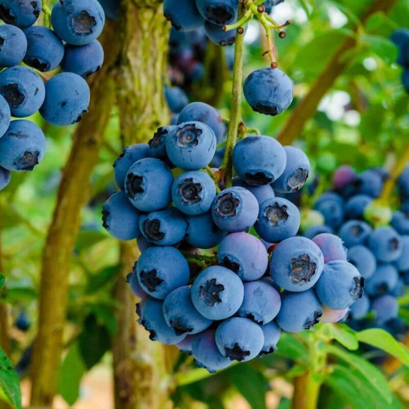 Myrtillier Reka - Vaccinium