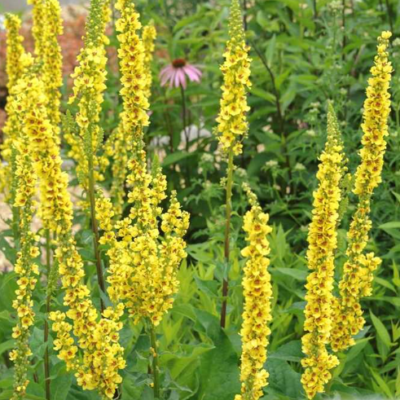 Molène noire-Verbascum nigrum BIO