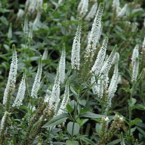 Véronique à longues feuilles blanc - Veronica