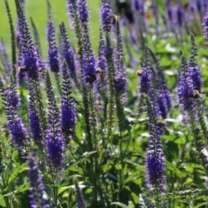 Véronique à longues feuilles en différents coloris - Veronica