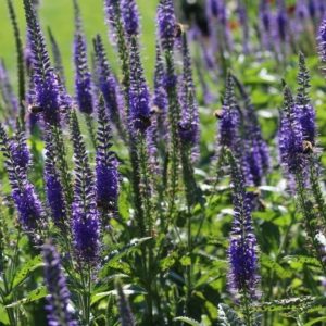 Véronique à longues feuilles bleu - Veronica