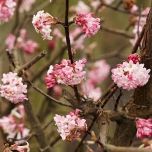 Viorne d'hiver 'Charles Lamont' - Viburnum