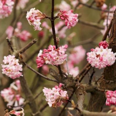 Viorne d'hiver 'Charles Lamont' - Viburnum