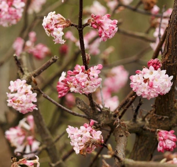 Viorne d'hiver 'Charles Lamont' - Viburnum