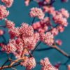 Viorne d'hiver 'Dawn'- Viburnum