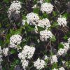 Viorne du Burkwood 'Anne Russell' - Viburnum -Bio Le Bourgeon