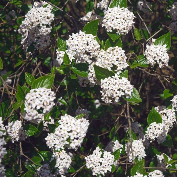 Viorne du Burkwood 'Anne Russell' - Viburnum -Bio Le Bourgeon