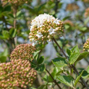 Viorne carlcephalum - Viburnum