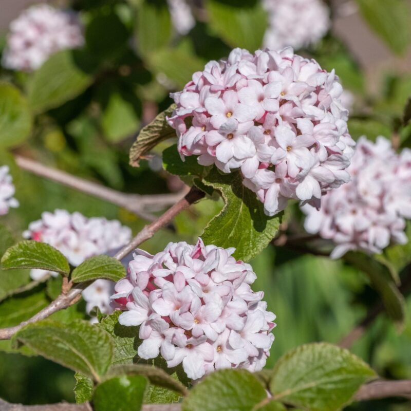 Viorne de Carle 'Aurora' - Viburnum
