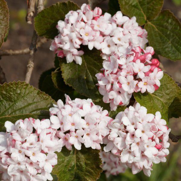 Viorne de Corée 'Diana' - Viburnum -Bio Le Bourgeon
