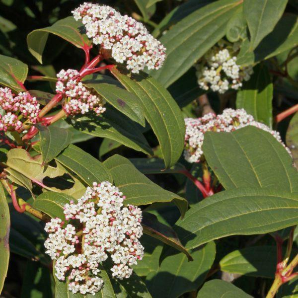 Viorne de David - Viburnum