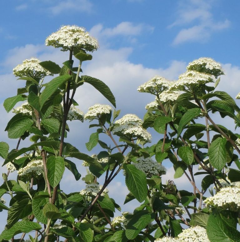 Viorne lantane - Viburnum- Bio Le Bourgeon