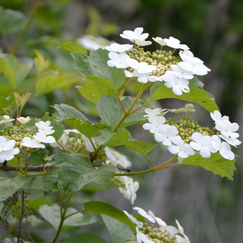 Viorne obier - Viburnum- Bio Le Bourgeon