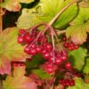 Viorne obier - Viburnum- Bio Le Bourgeon – Image 3