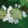 Viorne obier - Viburnum- Bio Le Bourgeon – Image 2