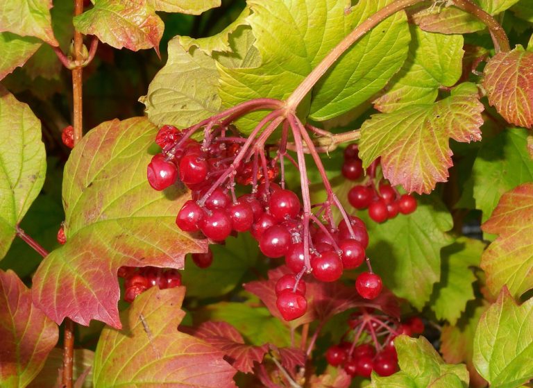 Viorne obier - Viburnum- Bio Le Bourgeon – Image 3